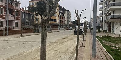 Belediyenin Ağaç Budamasına Tepkiler Sürüyor