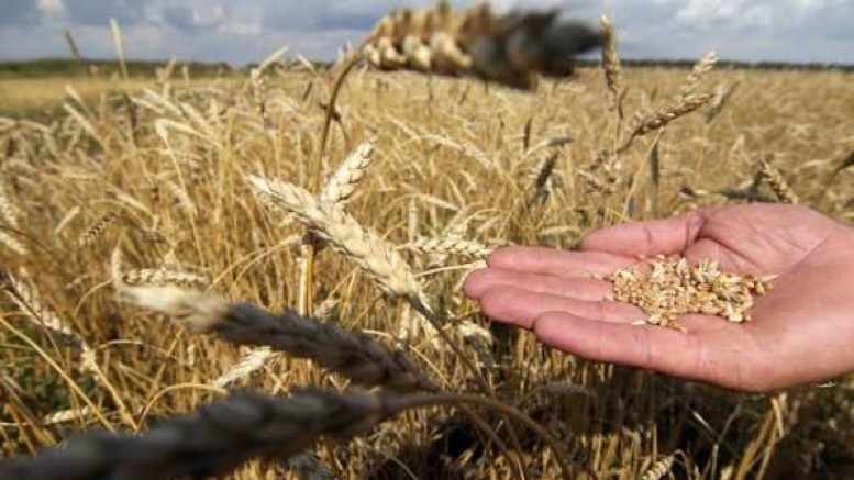 Hububat Ürünlerine Münavebe Muafiyeti