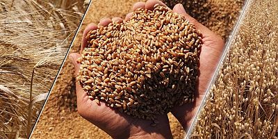2023 Hububat Alım Fiyatları Belli Oldu