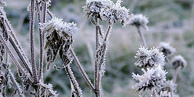 3 Günlük Zirai Don Uyarısı!