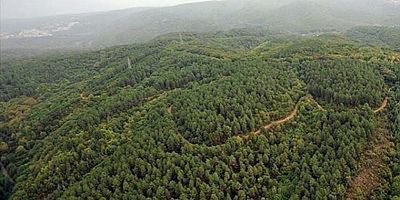 31 Ekim’e Kadar Ormanlara Girişler Yasak!