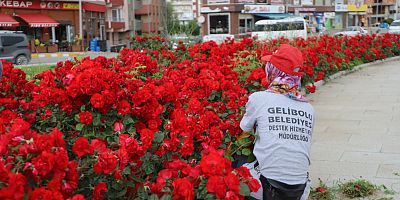 7 Bin 750 Adet Gül Dikildi