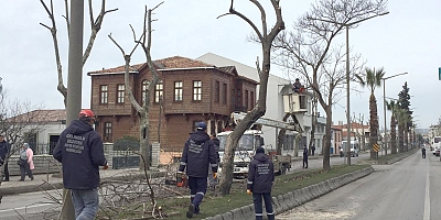 “Ağaçlar Yanlış Budanıyor”