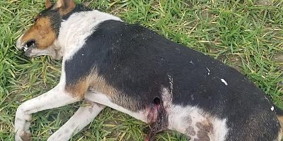 Av Adlı Köpek, Karayokuşta Öldürüldü