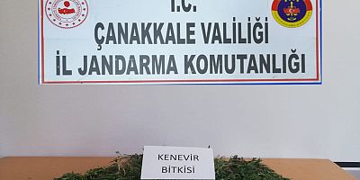 Ayçiçek Tarlasından 259 Kök Kenevir Çıktı