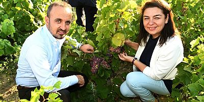 Bağlarda Uygulamalı Budama Eğitimi