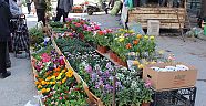 Bahar Geldi Renk Renk Çiçekler Satışa Çıktı