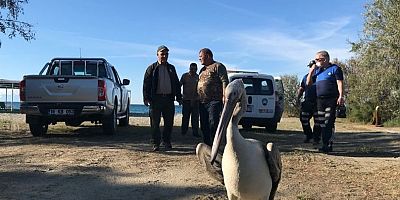 Balıkhane Önünde Pelikan Bulundu