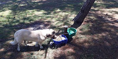 Belediye Bayramda Sokak Hayvanlarını Unutmadı