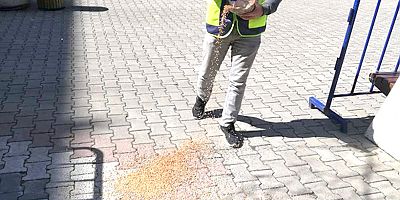 Belediye Sokak Hayvanlarını Unutmuyor