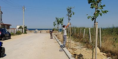 Belediyenin Ağaçlandırma Çalışmaları Sürüyor