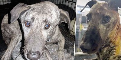 Beyninde Tümör Olan Sokak Köpeğinin Yardımına Hayvanseverler Koştu