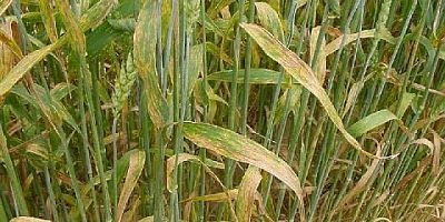 ‘Buğday Hastalıklarına Karşı Dikkatli Olalım’