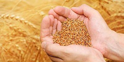 Buğday ve Arpa Alım Fiyatları Belli Oldu