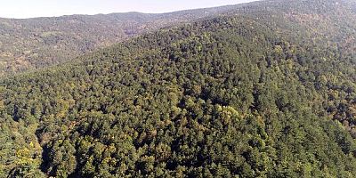 Çanakkale’de Ormana Girişler Yasaklandı 