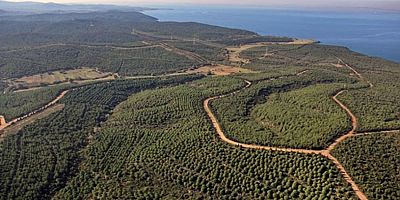 Çanakkale’de Ormanlık Alanlara Girişler Yasaklandı