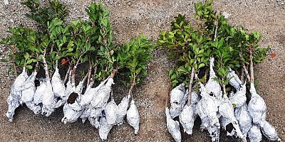 “Çanakkale Tarımında Yeni Bir Adım”