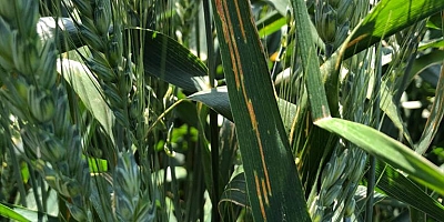 Damgacı’dan Pas Hastalığı Uyarısı