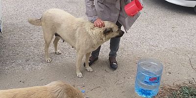 Dost Patiler Derneği’nden Mama ve Su Çağrısı