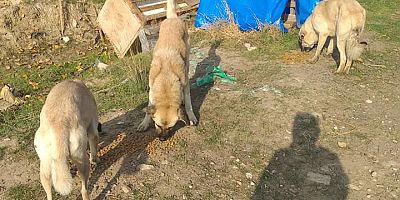 Dost Patiler Derneği’nden Mama ve Su Çağrısı