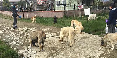 Dost Patiler Derneği, Sokak Hayvanlarının Yanında