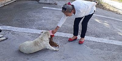 Eğitim-İş’ten Hayvanları Koruma Günü Etkinliği