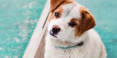 En Geç Kimliklendirme Tarihi 31 Aralık!