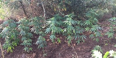 Gelibolu’da Uyuşturucu Operasyonu: 3 Gözaltı