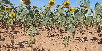  Gelibolu’da Yağışlar Azaldı: Kuraklık Riski Artıyor