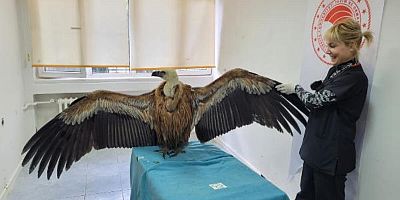 Göç Yolundaki Kızıl Akbaba, Çanakkale'de Denize İndi