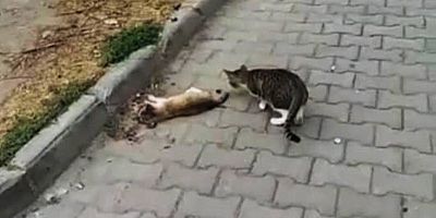 “Hiç Mi Vicdanınız Sızlamadı?”