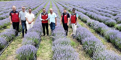 İl Tarım Müdürü Demirhan Lavanta Bahçelerini İnceledi