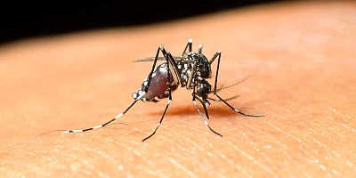 İlçe Sağlıktan Batı Nil Virüsü Enfeksiyonu Bilgilendirmesi