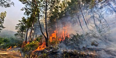 İlçe Tarım’dan Poyraz Uyarısı