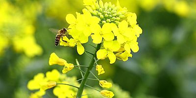 “Kanola Ekelim Yağ olsun, Bal Olsun”
