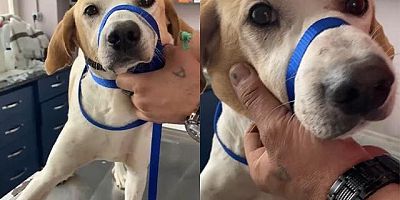 Kanserli Sokak Köpeğinin Yardımına Hayvanseverler Koştu