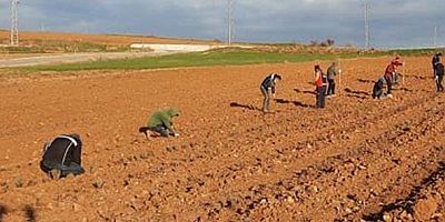 Kavakköy Belediyesi Lavanta Yağı Satacak
