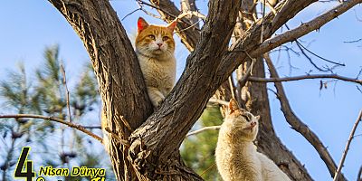 ‘Koruyalım, Kollayalım, Farkında Olalım!’