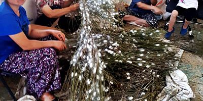 Koza Hasadından 97 Kilo Ürün Alındı