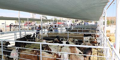 Kurban Satış ve Kesim Yerleri Hazır