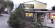 Kuvvetli Rüzgar Ağacı Devirdi