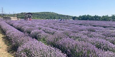 Lavanta Bahçeleri Bayramda Ziyaretçilerini Ağırladı