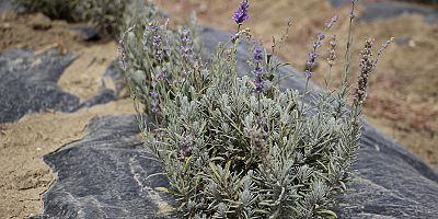 “LAVANTA İLE BÖLGEDE TURİZMİ ARTIRMAK İSTİYORUZ”