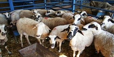 Muhtar Kara, Hayvan Sahiplerini Uyardı!