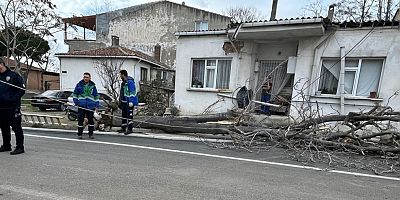 Şiddetli Fırtına Ağacı Devirdi