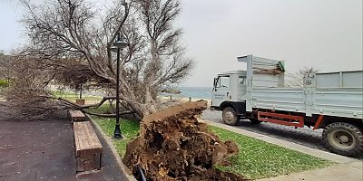 Şiddetli Fırtına Ağaçları Devirdi