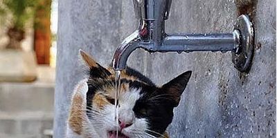 Sokak Hayvanları İçin ‘Bir Kap Su’ Çağrısı