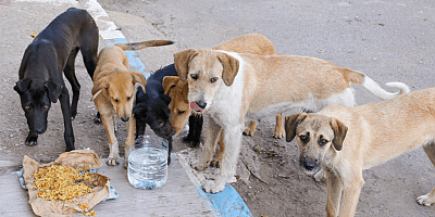 Sokak Hayvanları İçin Günde 500 Kilo Mama Üretilecek