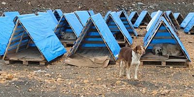 Sokak Hayvanları İçin Ortak Proje
