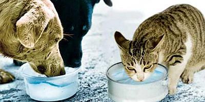 Sokak Hayvanlarına Bir Kap Su Çağrısı